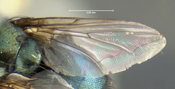 Media type: image;   Entomology 613612 Aspect: front wing